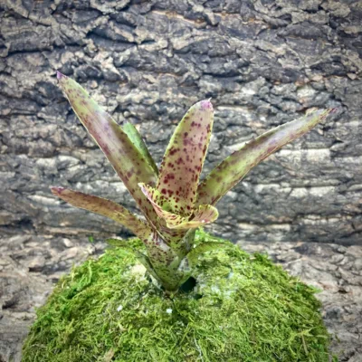 Mini Neoregelia Bromeliad Cheers