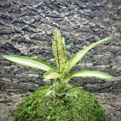 Mini Neoregelia Bromeliad Chrissy