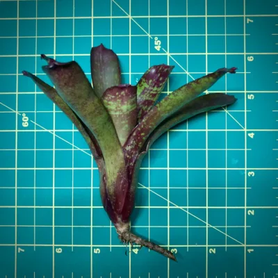 Mini Neoregelia Bromeliad Dartanion Size