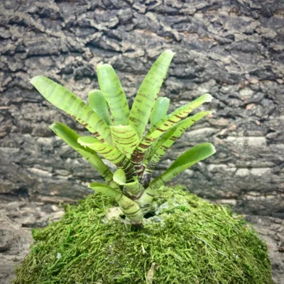 Mini Neoregelia Bromeliad Dim Sum