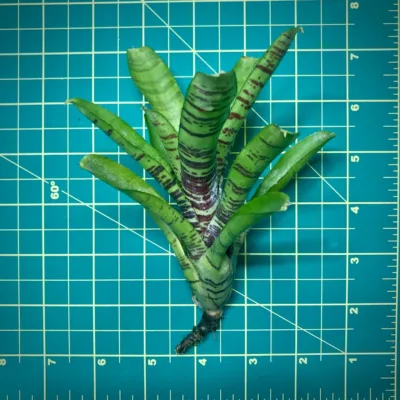 Mini Neoregelia Bromeliad Dimsum size