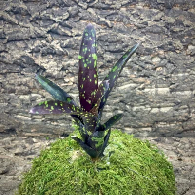 Mini Neoregelia Bromeliad Domino