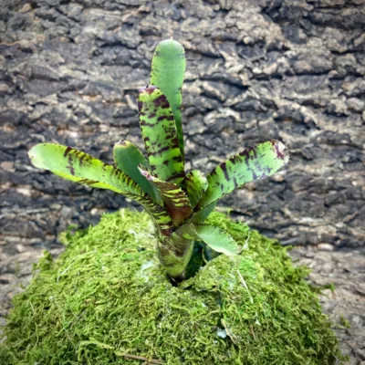 Nano Neoregelia Bromeliad Eclipse