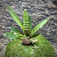 Mini Neoregelia Bromeliad Fever Pitch