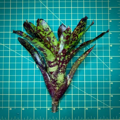 Mini Neoregelia Bromeliad Gespacho x Fireball size