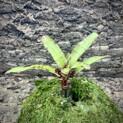 Mini Neoregelia Bromeliad Ghost World