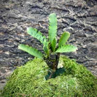 Mini Neoregelia Bromeliad Joao Marcio