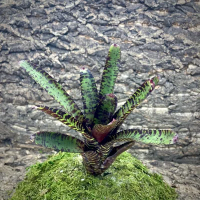 Mini Neoregelia Bromeliad Licorice Twist