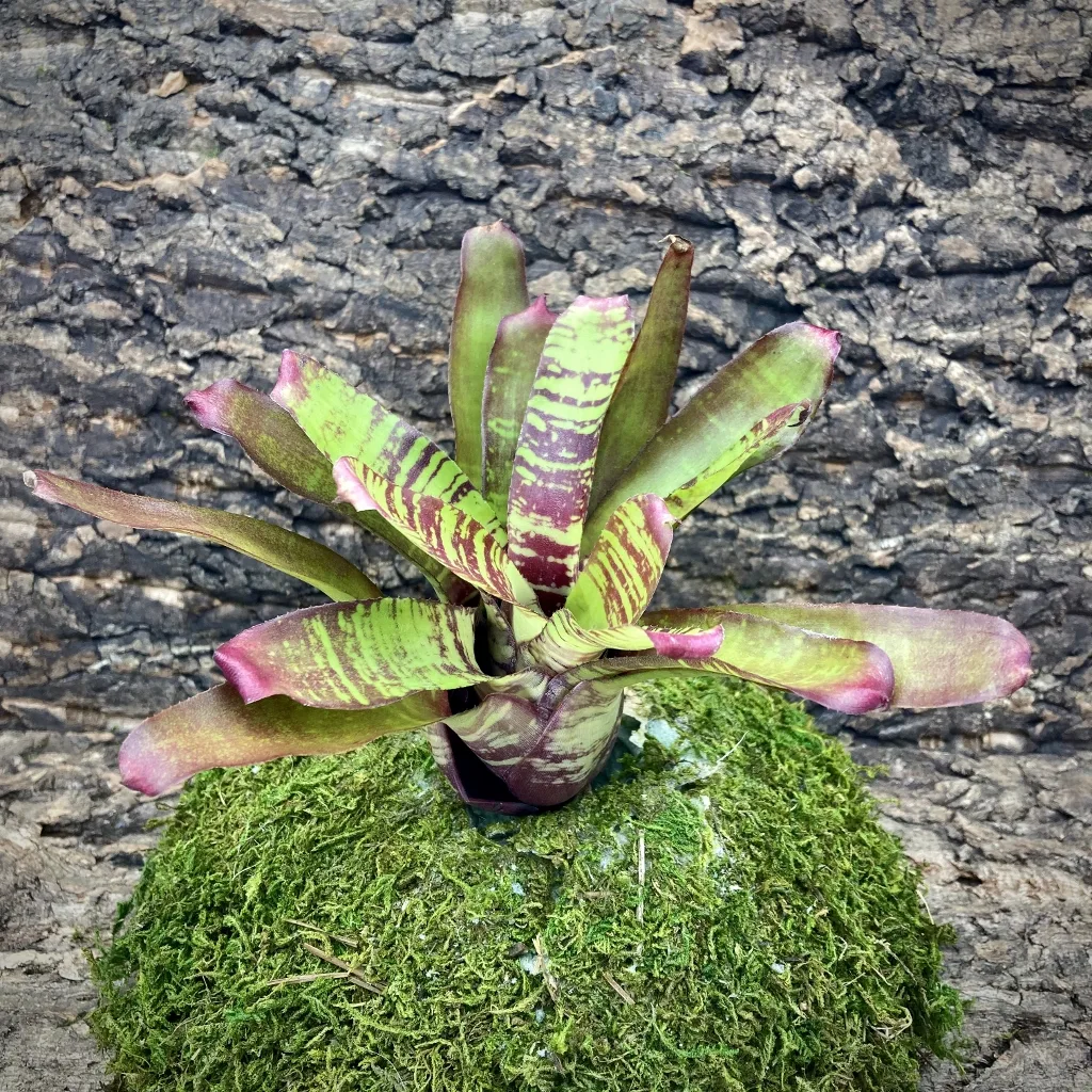 Mini Neoregelia Bromeliad Madrigal