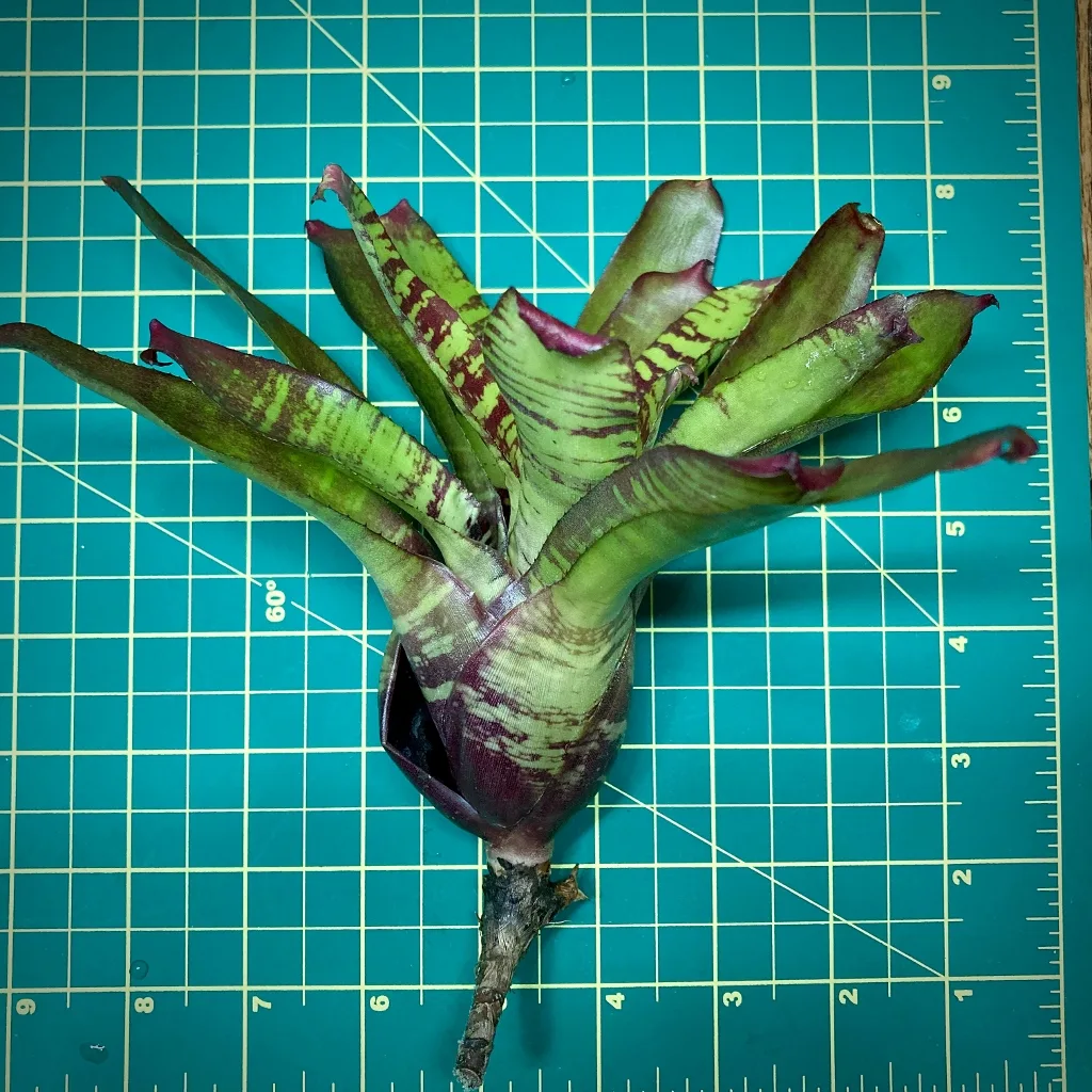 Mini Neoregelia Bromeliad Madrigal size