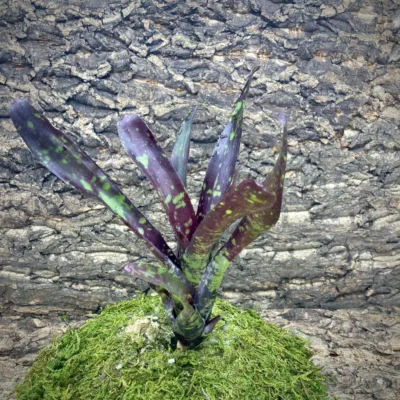 Mini Neoregelia Bromeliad Midnight x Dungsiana