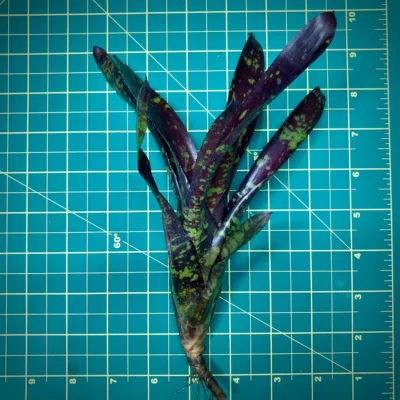 Mini Neoregelia Bromeliad Midnight x Dungsiana Size