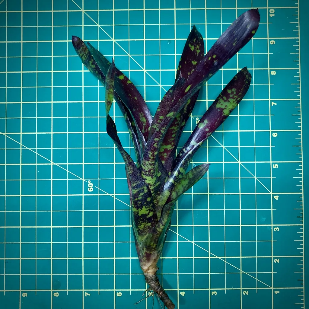 Mini Neoregelia Bromeliad Midnight x Dungsiana Size