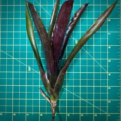 Mini Neoregelia Bromeliad Morris Henry Hobbs x Pauciflora x Fireball size