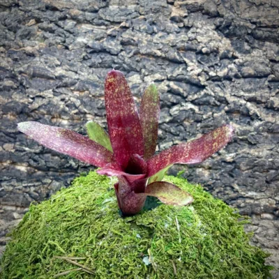 Mini Neoregelia Bromeliad Red Waif