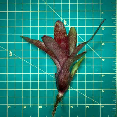 Mini Neoregelia Bromeliad Red Waif size