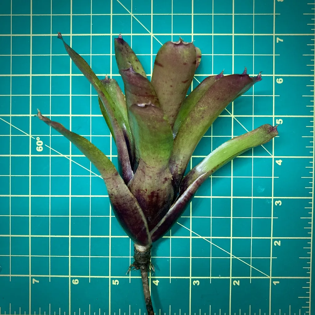Mini Neoregelia Bromeliad Tom Tom size