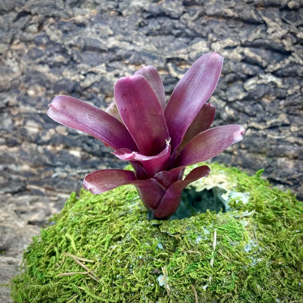 Nano Neoregelia Bromeliad Chiquita Linda x Fireball