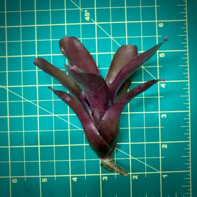 Nano Neoregelia Bromeliad Chiquita Linda x Fireball size