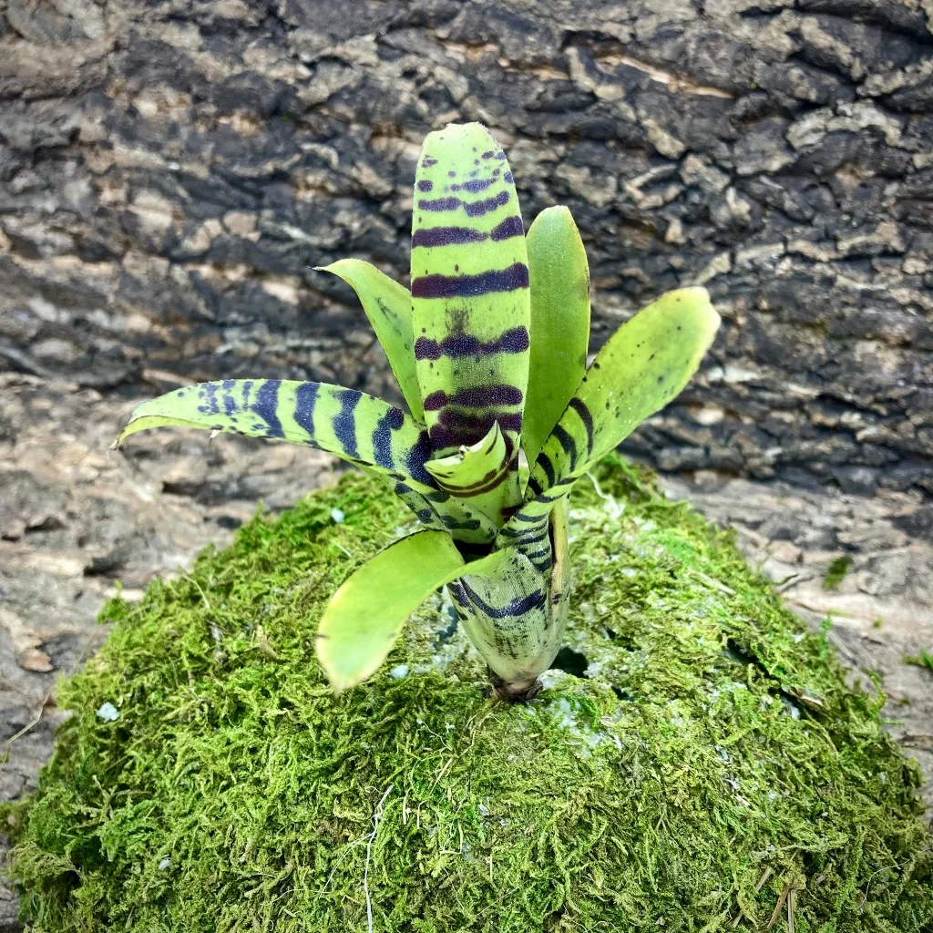 Nano Neoregelia Bromeliad Krazy Kat