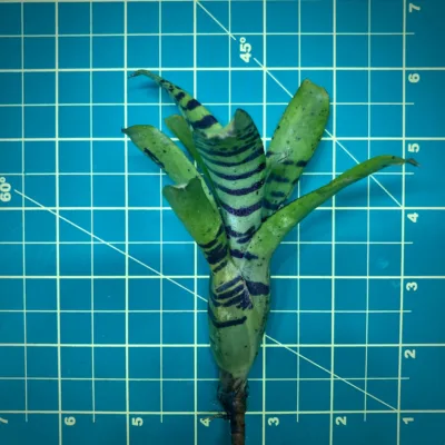 Nano Neoregelia Bromeliad Krazy Kat size