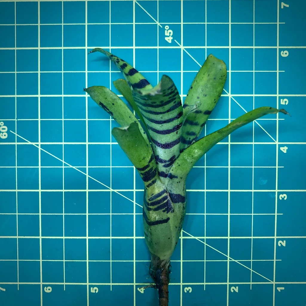 Nano Neoregelia Bromeliad Krazy Kat size