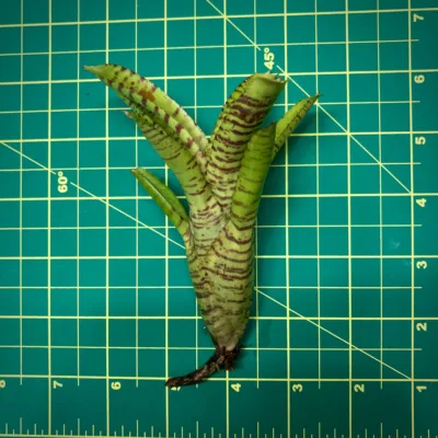 Nano Neoregelia Bromeliad Punctatissima Banded size