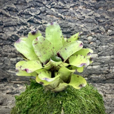 Neoregelia Bromeliad Chubby