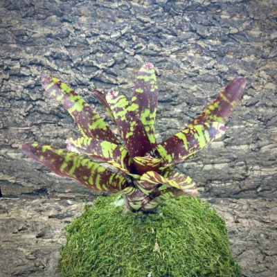 Neoregelia Bromeliad Guacamole