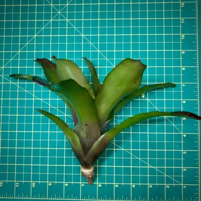 Neoregelia Bromeliad June Night Size