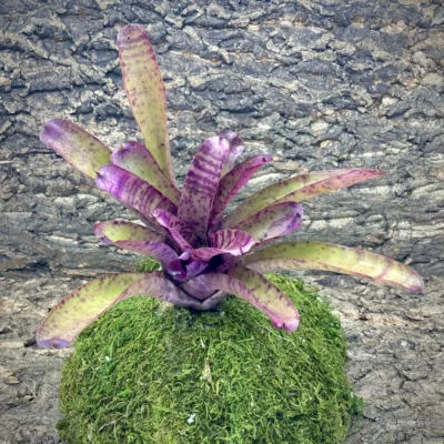 Neoregelia Bromeliad Purple Phantom
