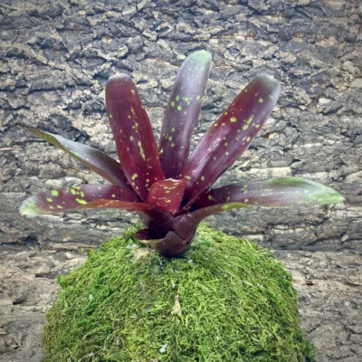 Neoregelia Bromeliad Royal Burgundy x Fireball