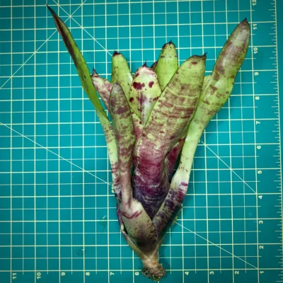 Neoregelia Bromeliad Spumoni size