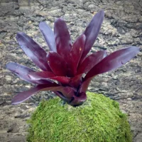 Neoregelia Elwood