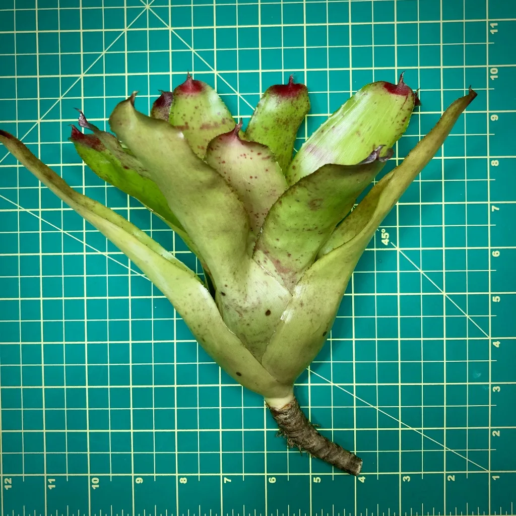 Neoregelia Fanfare Size