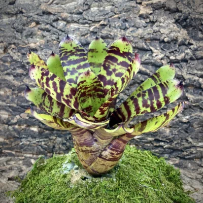 Neoregelia Krazy Rabbit (No Variegation)