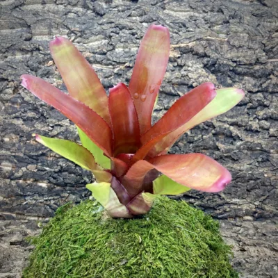 Neoregelia Bromeliad Nemo