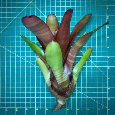 Neoregelia Nemo size