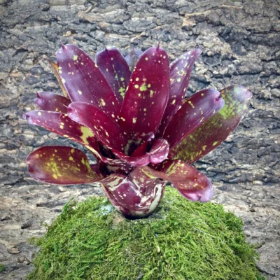 Neoregelia Bromeliad Obsession