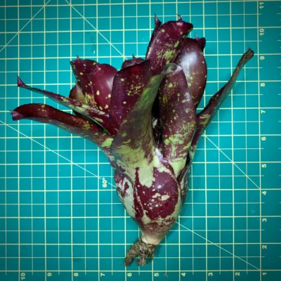 Neoregelia Obsession size