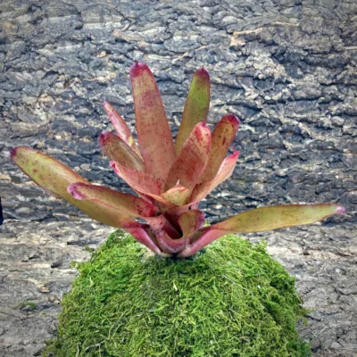 Neoregelia Olens 696