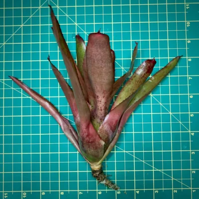 Neoregelia Bromeliad Olens 696 size
