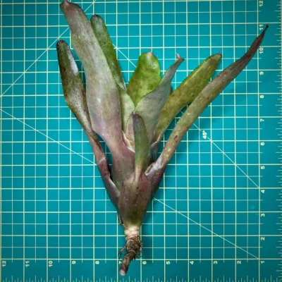 Neoregelia Olens x Marble Throat size
