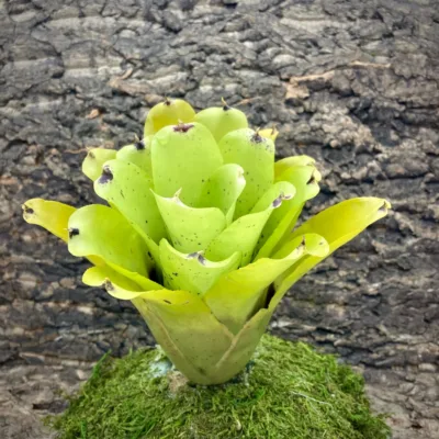 Neoregelia Pauciflora x Kautskyi