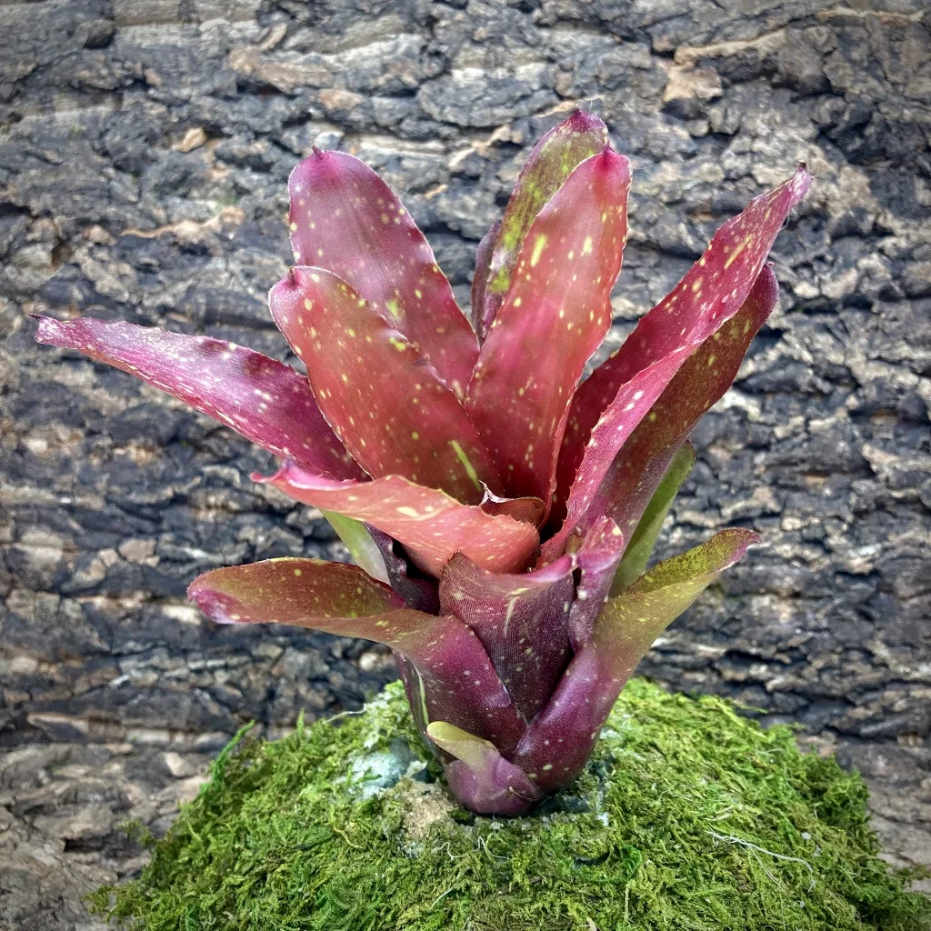 Neoregelia Pink Mosaic