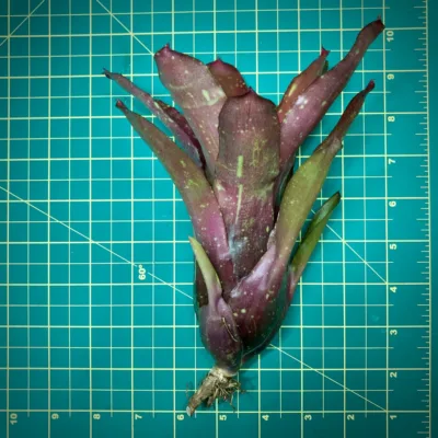Neoregelia Pink Mosaic size