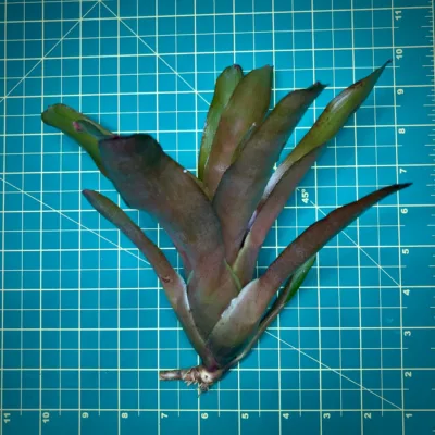 Neoregelia Bromeliad Powerball size