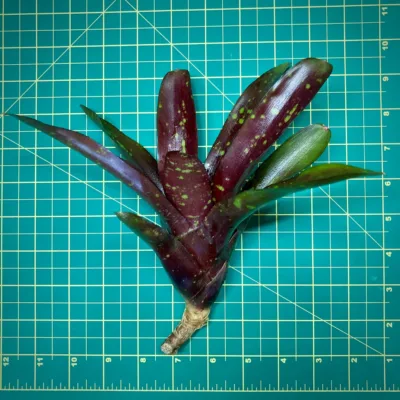 Neoregelia Royal Burgundy x Fireball size