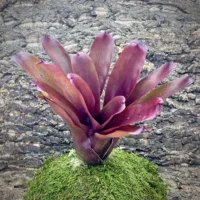 Neoregelia Superball