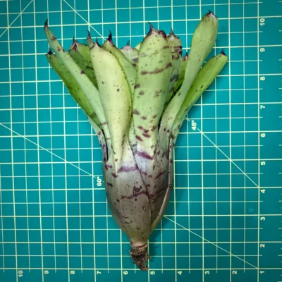 Neoregelia Tropical Storm Size